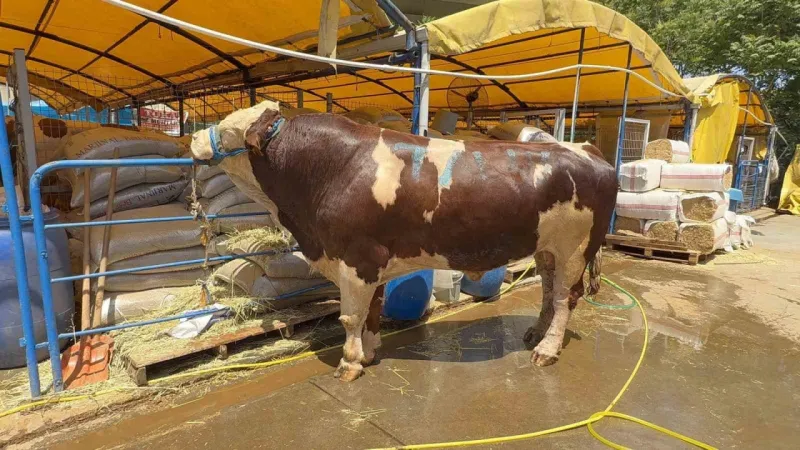 1 ton 200 kiloluk dana 420 bin TL’ye alıcı buldu –  Ankara Haber
