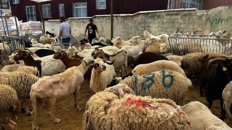 Bayrama sayılı günler kala, kurban satış yerlerinde pazarlıklar devam ediyor –  Ankara Haber